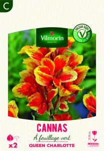 Canna Queen Charlotte (x2)